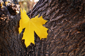 yellow maple leaf on a tree trunk