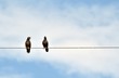 twin bird on electric cable under white cloud and blue sky