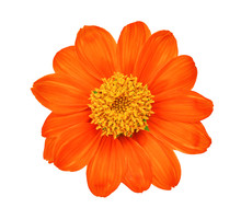 Top View Of Single Orange Flower Isolated On White Background