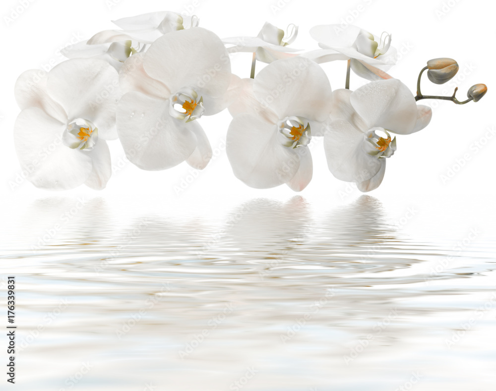 Photo Sur Plexiglas Orchidee Orchidee Blanche Reflets Remous De Spa Massage Fond Blanc Nikkelart Be Photo Sur Plexiglas Orchidee Orchidee Blanche Reflets Remous De Spa Massage Fond Blanc Nikkelart Be