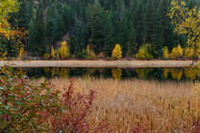 Cattails Covering The Shoreline Of A Peaceful Mountain Lake During The Autumn Season.