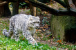 beautiful cat snow leopard, (Uncia uncia)