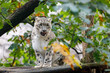 beautiful cat snow leopard, (Uncia uncia)