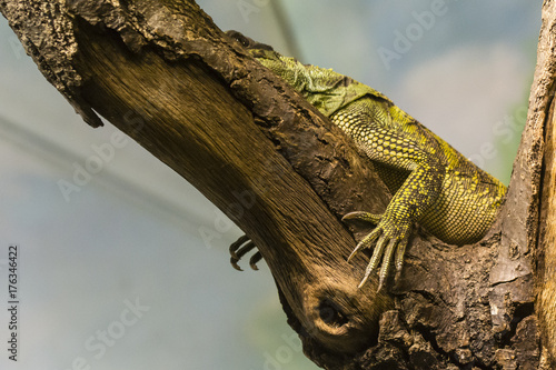 Amboina sail finned lizard lying on the branch - view of claws. Poster Mural XXL