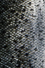 Wall Mural - fish skin texture