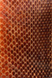 © pharut - red snake skin texture