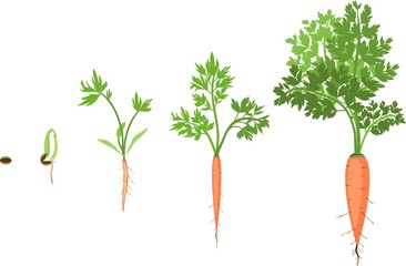 Wall Mural - Stages of growth of carrots