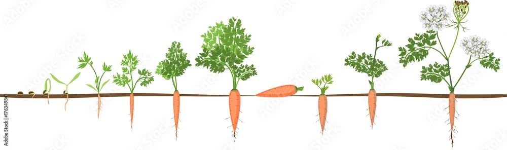 A two-year life cycle of carrot development from planting a seed to flowering plant. Carrot growth stage - obrazy, fototapety, plakaty 