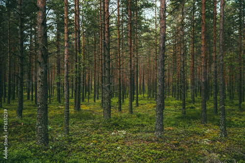 Plakat Zielony nieskończony las