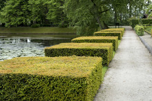 Clipped Blocs Of Taxus Baccata