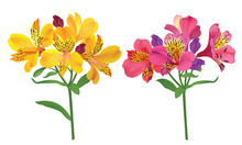 Beautiful Pink And Yellow Alstroemeria Lily Flowers On White Background. Vector Set Of Blooming Floral For Wedding Invitations And Greeting Card Design. 