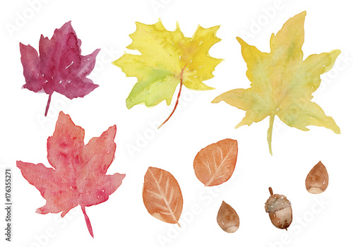 紅葉 秋の葉っぱとドングリ 水彩イラスト Stock Illustration Adobe Stock