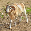 White- brown ram. Animals with big horns. Countryside.