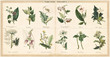 canvas print picture - Vintage style illustration of a set of plants used to create narcotic poisons