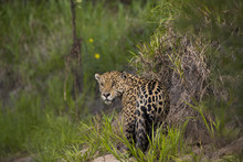 Jaguar Beobachtet Den Artgenossen
