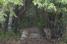 Jaguar Mit Jungen