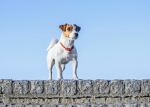 Proud Dog Jack Russell Terrier Looking Away While Standing On A High Stone Wall Against The Cloudless Blue Sky. Copyspace