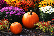 Colors Of Autumn Background. Bright Colors Fall Season Outdoor Decoration With Chrysanthemums,  Pumpkins And Red Chili Pepper On A Ground As A Part Of Traditional American Autumn Holidays Culture.