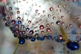 Fototapeta Dmuchawce - colorful drops