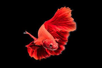 Wall Mural - red siamese fighting fish on black background.