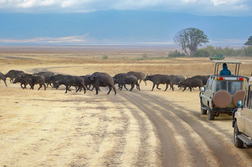 Safari in Africa, tourists in jeeps watching buffalos crossing road in savannah of Kruger national park, wildlife of South Africa
