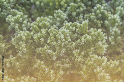 Plakat Juniperus procumbens W ogrodzie
