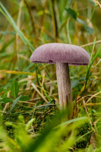 Nice Purple Laccaria Mushroom Grows In Grass And Moss