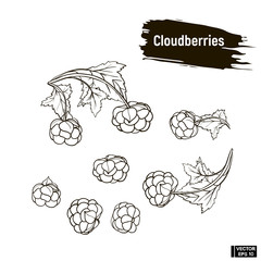 Wall Mural - Outline berry, cloudberries sketch.