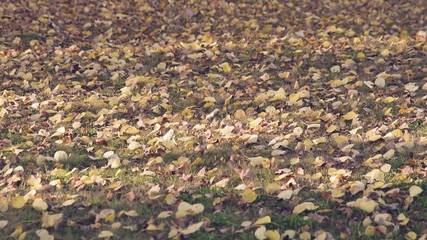 Wall Mural - Wind Moving Aspen Leaves on Lawn