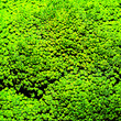 broccoli background close-up minimal art