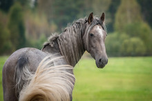 Portrait Of Beautiful Grey Andalusian Horse