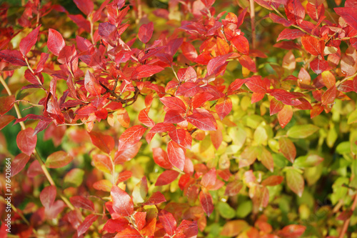 Plakat Czerwoni liście czarne jagody w jesieni