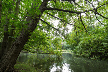  View of lush trees and a small pond at the Oliwa Park (Park Oliwski). It's a public park in Gdansk, Poland.