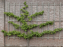 Pear Tree Growing On A Espalier On A Brickwall