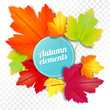 Set of autumn colored leaves on white and transparent background. Vector illustration template
