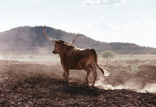 Texas Long Horn Bull Walking In Dusty Field