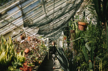 Woman Photographer Standing In Aisle Of Glass Greenhouse In Morning Sun Light