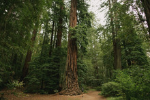 Male Hiker Standing On Trail Near Tall Sequoia Redwood Trees In California