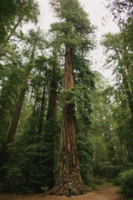 Asian Girl Hiking In Forest Standing Beside Tall Sequoia Redwood Trees In California