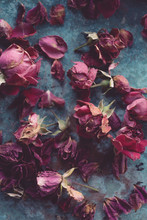 Dry Roses On Blue Metal Surface
