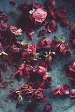Dry Roses On Blue Metal Surface