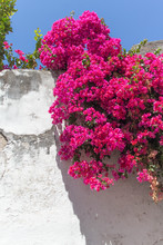 Purple Flowers Against A White Wall In Portugal