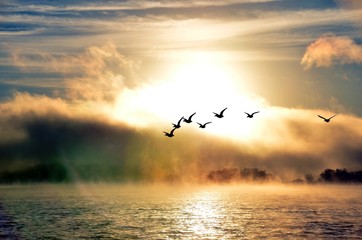 ducks flying in fog