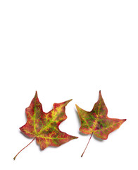 Wall Mural - Brilliant fall colors on pair of autumn maple tree leaves isolated on white background