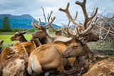 Fototapeta Nowy Jork - Alaskan Reindeer