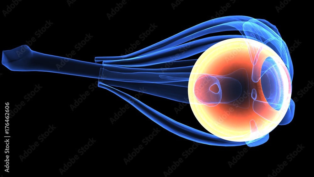 3d illustration of human body eye anatomy Stock Photo | Adobe Stock
