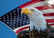 Bald Eagle And American Flag
