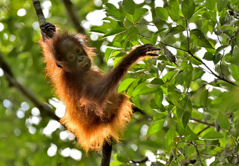 A silhouette of a baby orangutan in green trees. Borneo, Indonesia.