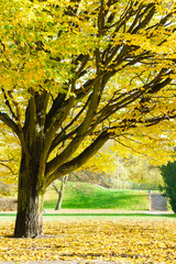 Poster - Beautiful landscape of park during autumn