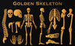 Golden luxury human bones skeleton silhouette collection set. High detailed Vector illustration.